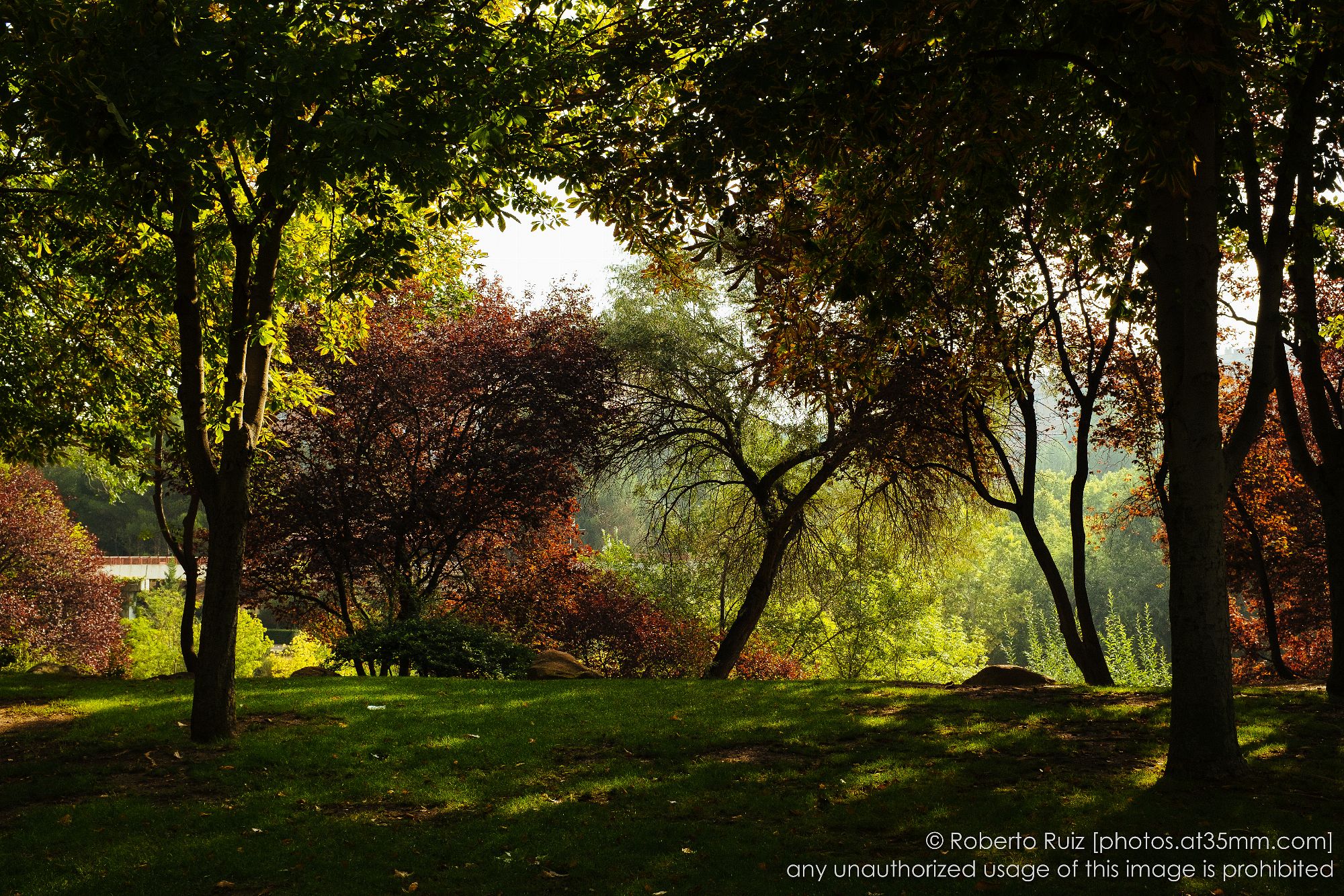 chasing the light