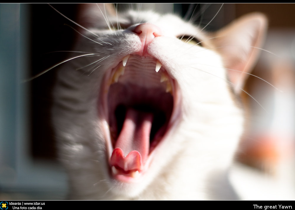 The great Yawn